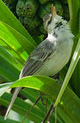 Tuamotu Reed Warbler