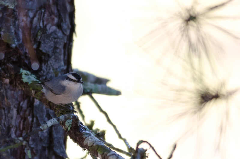 Corsican Nuthatch male adult, song