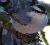 Corsican Nuthatch