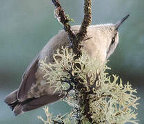 Corsican Nuthatch