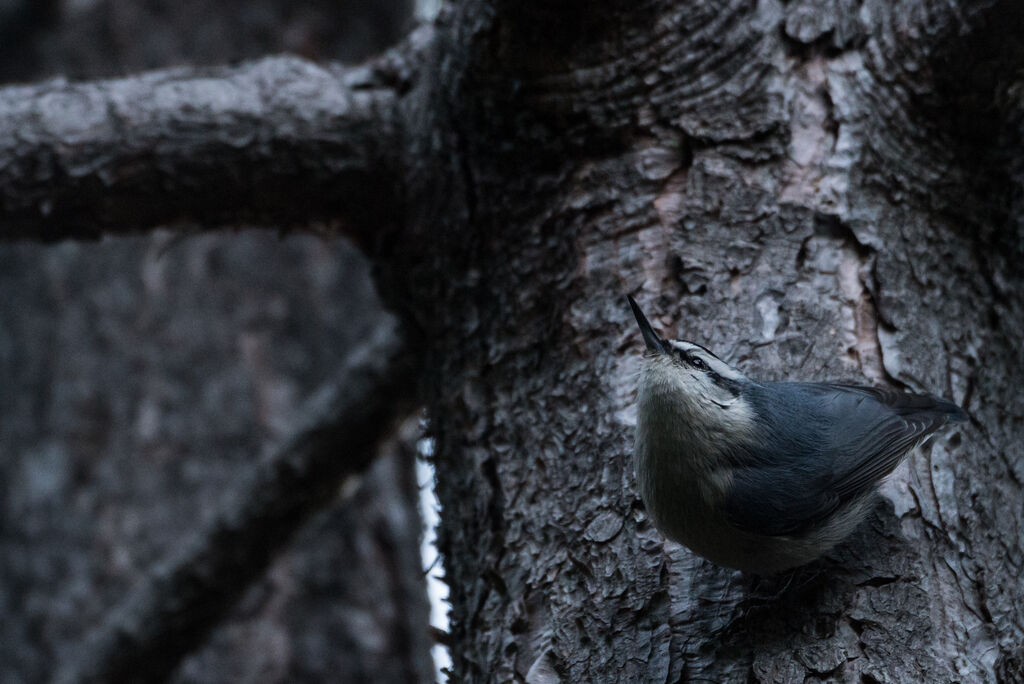 Corsican Nuthatch male adult, close-up portrait