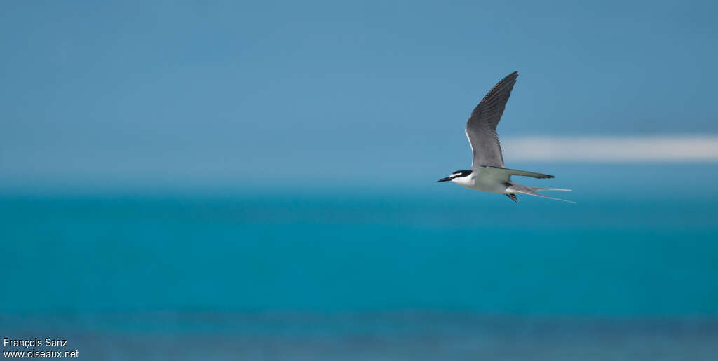 Spectacled Ternadult, identification