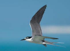 Spectacled Tern