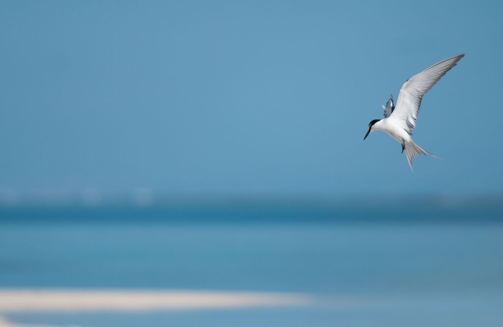 Spectacled Ternadult, Flight, Reproduction-nesting