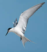 Spectacled Tern