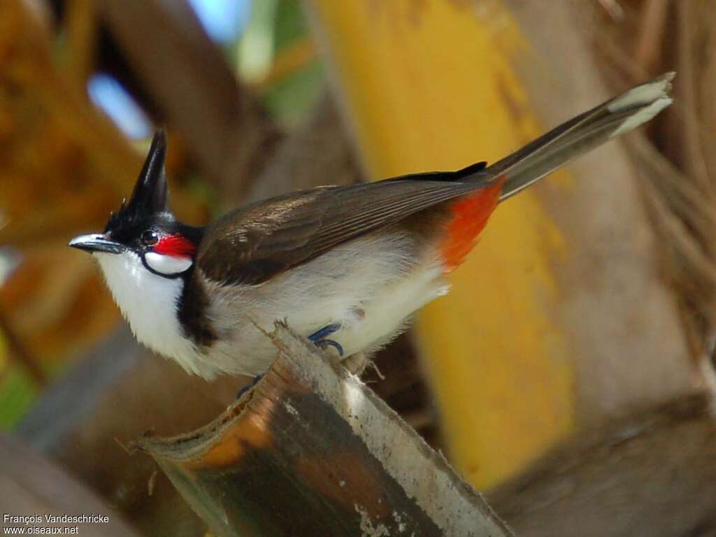 Bulbul orphéeadulte, Comportement