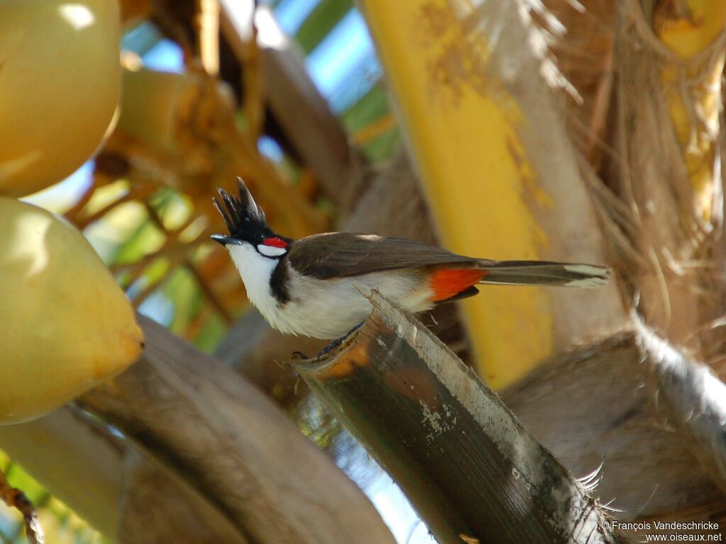 Bulbul orphéeadulte