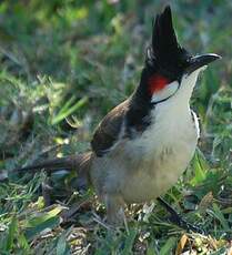 Bulbul orphée