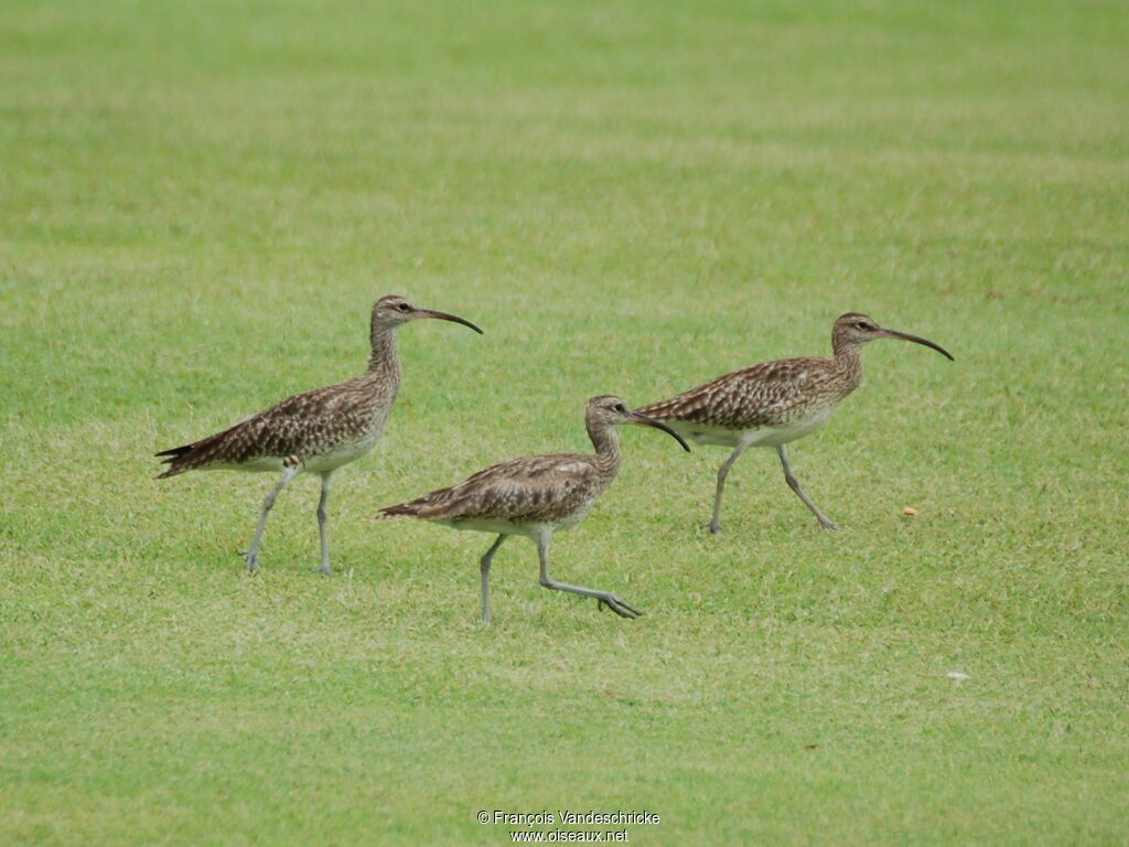 Eurasian Curlew