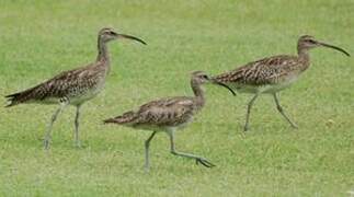 Eurasian Curlew