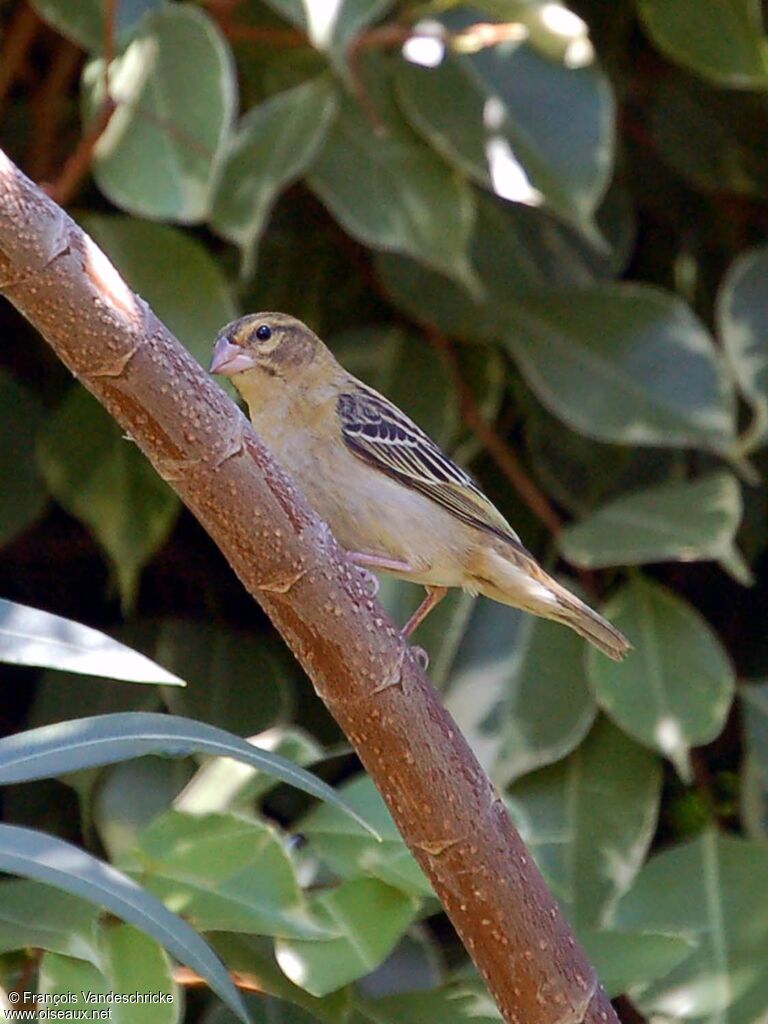 Red Fody female adult