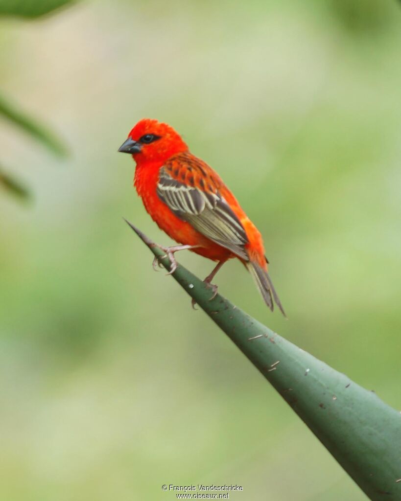 Foudi rouge mâle