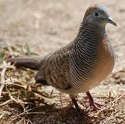 Zebra Dove