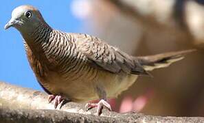 Zebra Dove