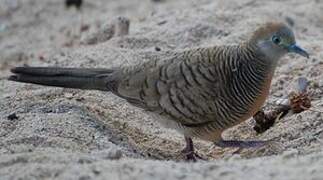 Zebra Dove