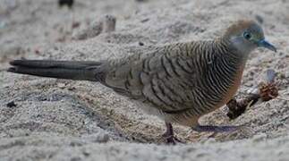 Zebra Dove