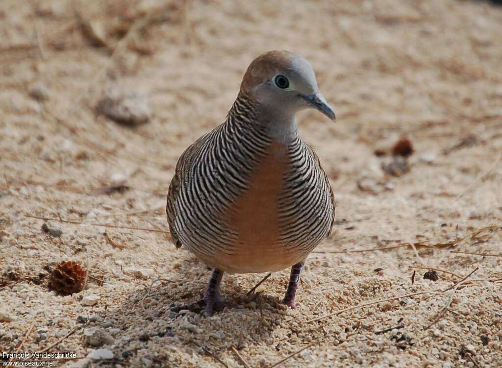 Zebra Dove male adult