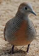 Zebra Dove