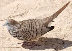 Zebra Dove