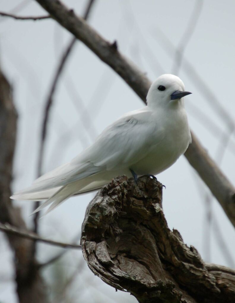 White Tern