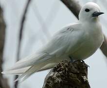 White Tern