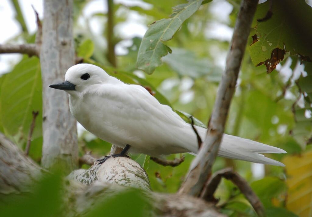 White Tern