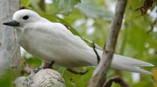 White Tern