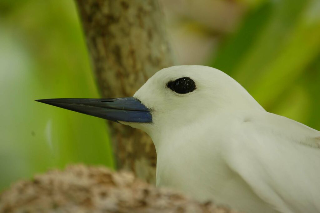 White Tern