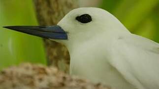 White Tern