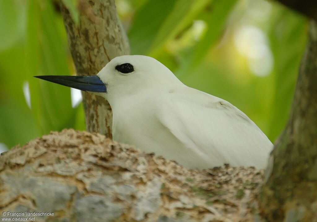 White Ternadult