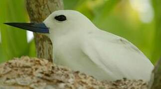 White Tern