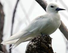 White Tern