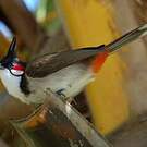 Bulbul orphée