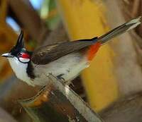 Bulbul orphée