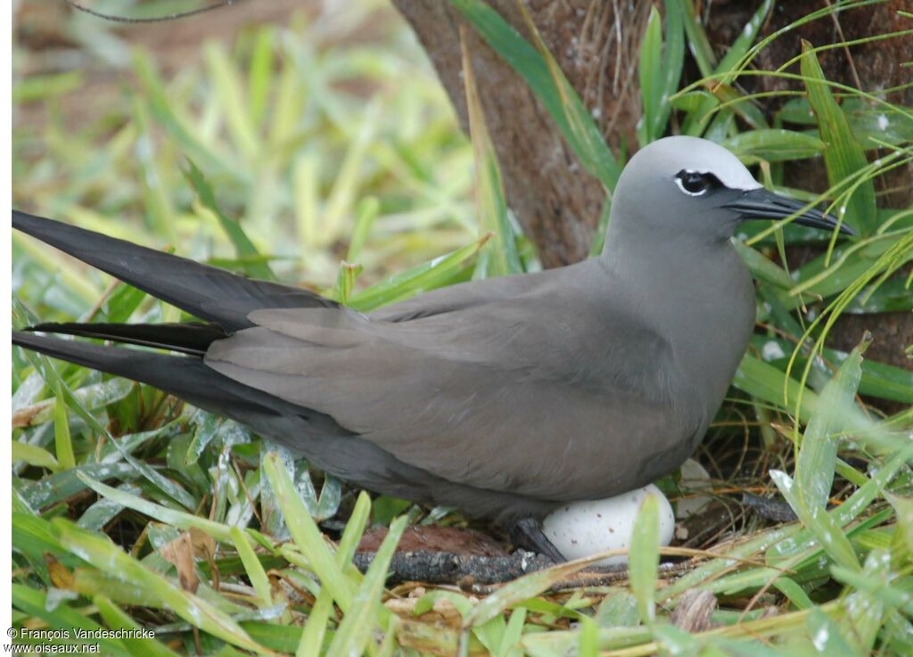 Brown Noddyadult