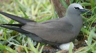 Brown Noddy