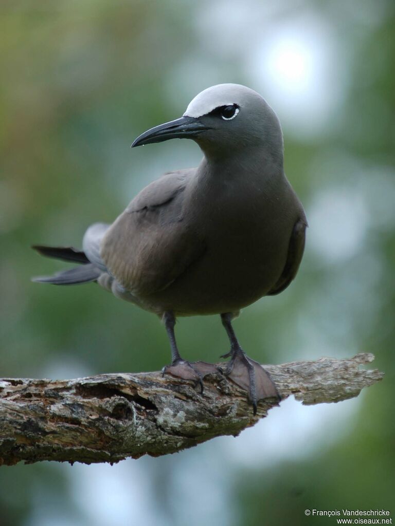 Brown Noddyadult