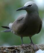 Brown Noddy