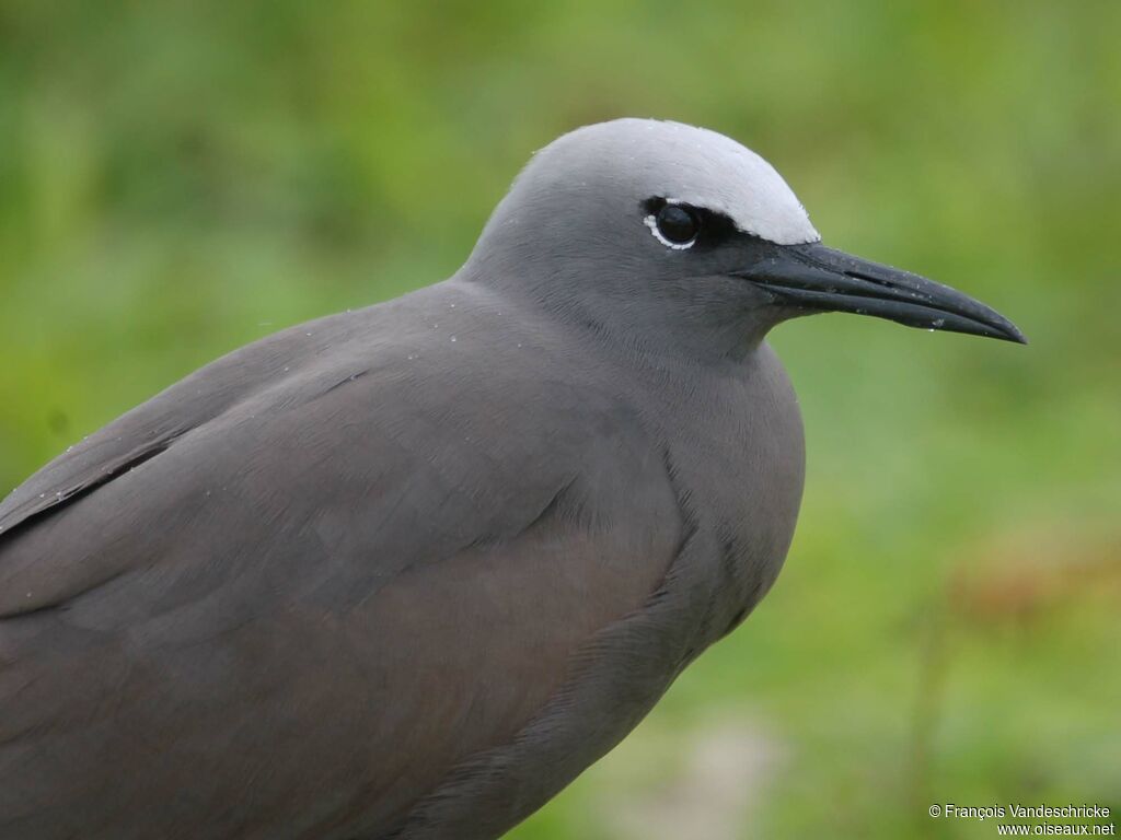 Brown Noddyadult