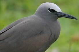 Brown Noddy