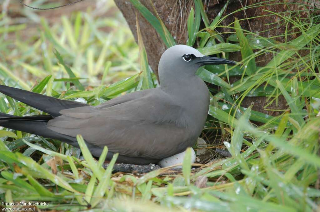 Brown Noddyadult, Reproduction-nesting