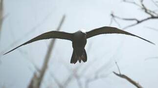 Brown Noddy