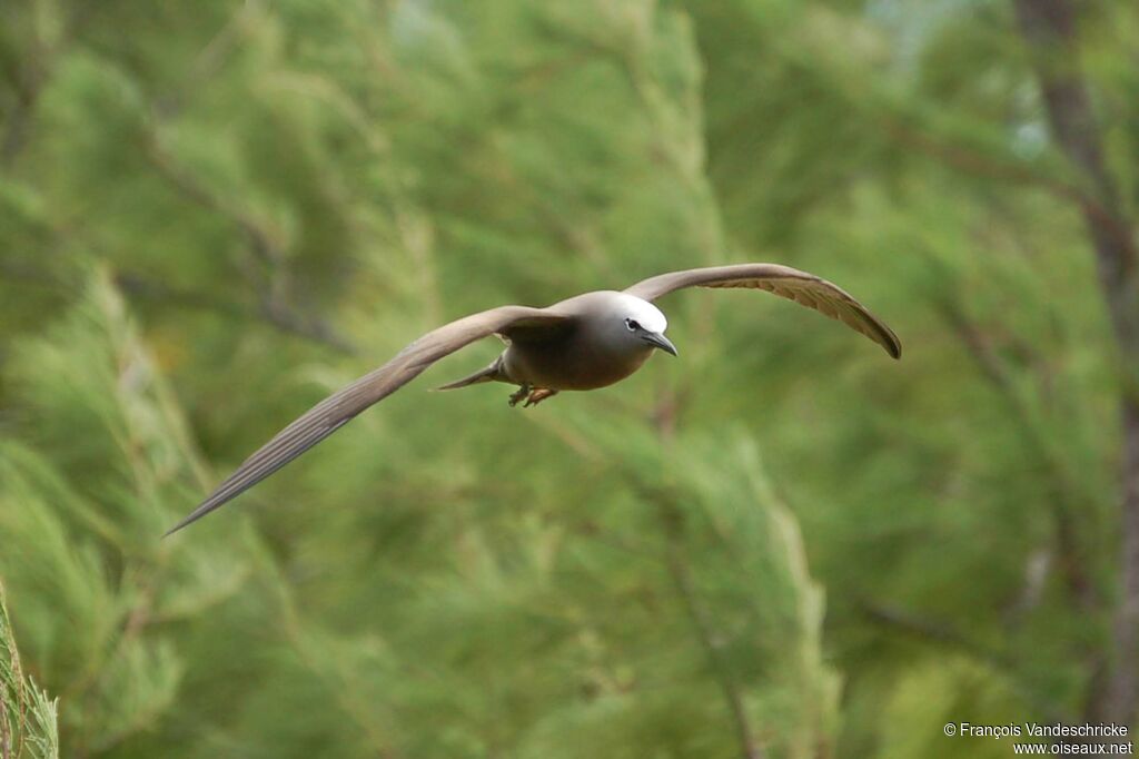 Brown Noddyadult