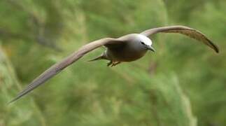 Brown Noddy