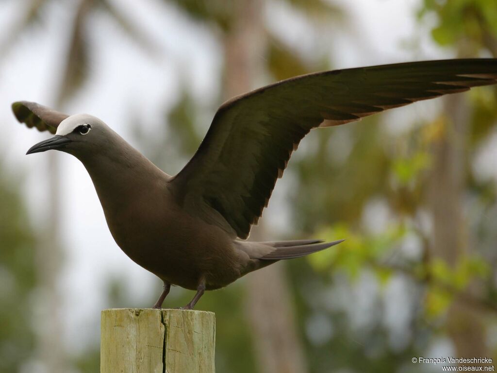 Brown Noddyadult