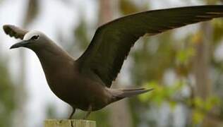 Brown Noddy