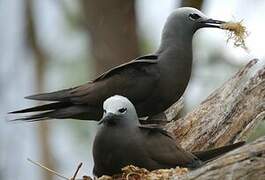 Lesser Noddy