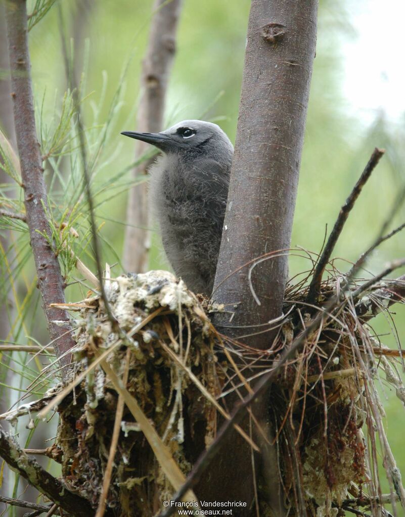 Lesser Noddyjuvenile