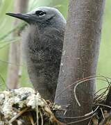 Lesser Noddy