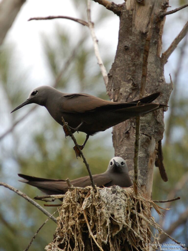 Lesser Noddy adult